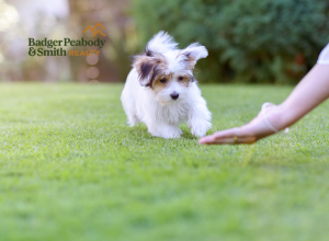 A Dog's First Home | Badger Peabody & Smith