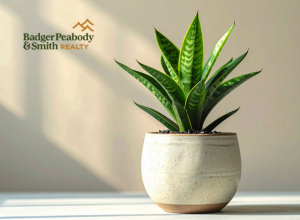Adding Houseplants to Your Home Can Help Banish Cabin Fever | Badger Peabody & Smith Realty