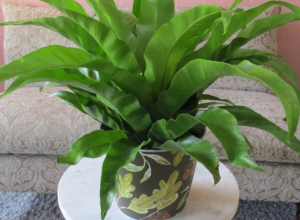 Cherry Blossom - Green Plant in Pot | Badger Peabody & Smith Realty