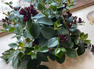 Cherry Blossom - Lipstick Plant | Badger Peabody & Smith Realty