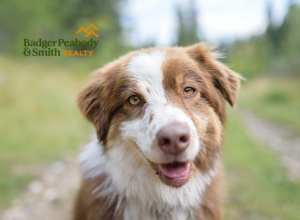 Dog-Friendly Trails - New Hampshire Living - Badger Peabody & Smith Realty