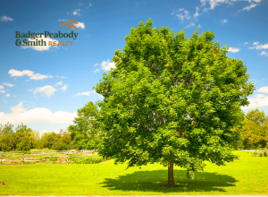 Farewell, Maple Trees | Badger Peabody & Smith Realty