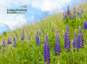 Fields of Flowers: Don't Miss Lupine Season Around NH | Badger Peabody & Smith Realty
