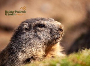 Groundhog Neighbors | Badger Peabody & Smith Realty