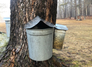 Maplehouses  - Spring is Busting Out All Over! | Badger Peabody & Smith Realty