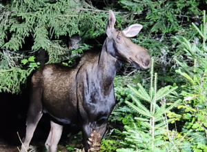 Moose Tours - Spring is Busting Out All Over! | Badger Peabody & Smith Realty