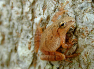 Peepers  - Spring is Busting Out All Over! | Badger Peabody & Smith Realty