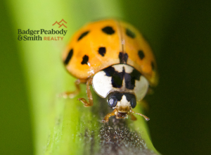 Preparing for Fall | Badger Peabody & Smith Realty