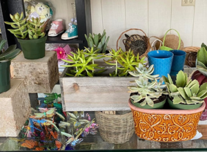 Ruthie's Flower Shop - Succulents | Badger Peabody & Smith Realty
