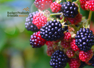 Where to Go for Local Produce This Summer Around NH | Badger Peabody & Smith Realty