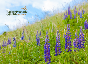 Where to See Alpine Wildflowers Around the White Mountains | Badger Peabody & Smith Realty