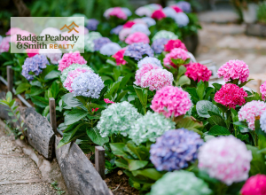 Spring Gardening Tips for Maximum Value | Badger Peabody & Smith Realty