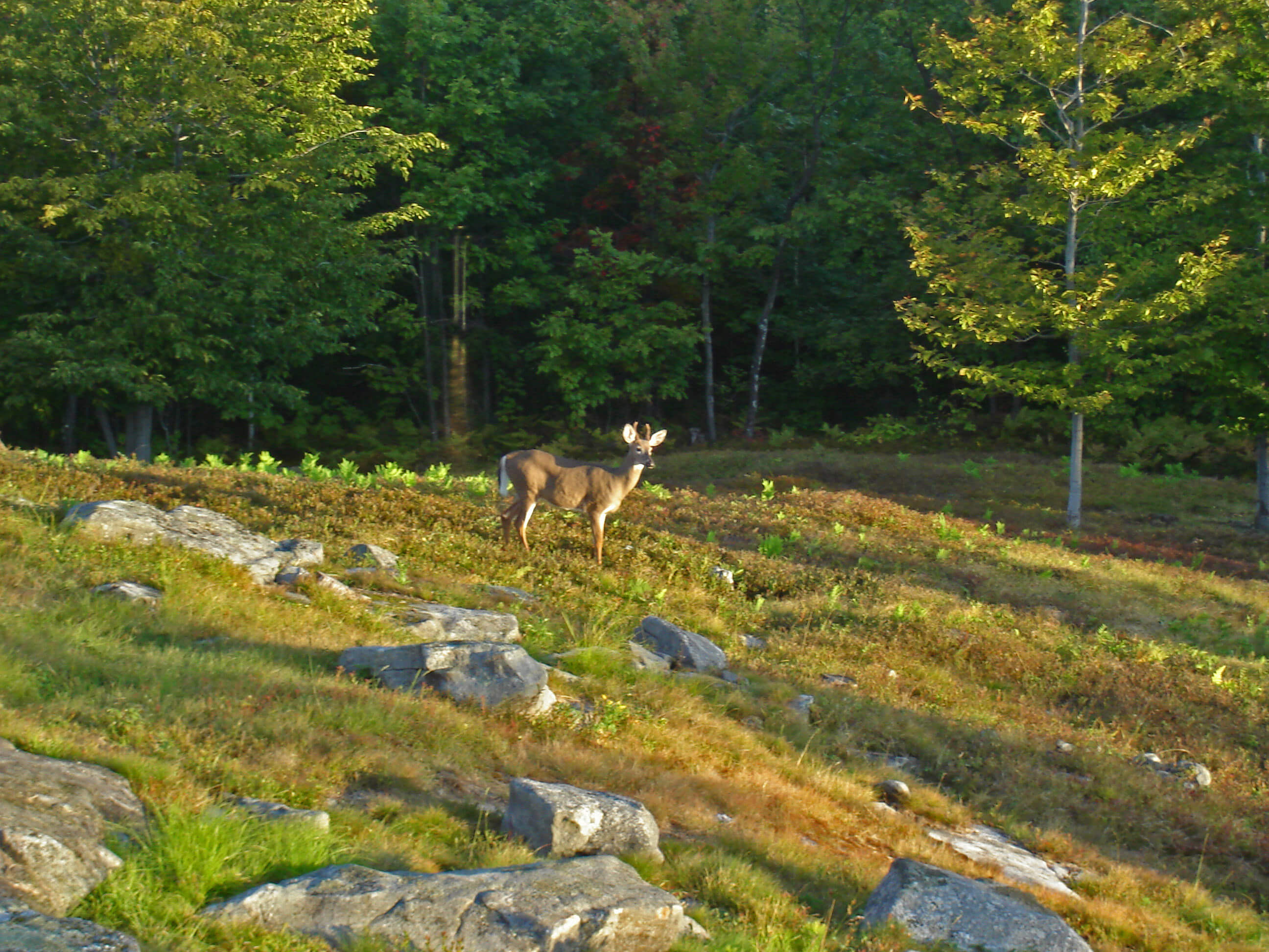 Hiram, ME Homes for Sale Hiram Real Estate Badger Peabody & Smith