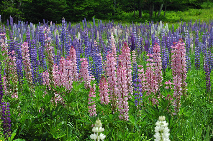 Wakefield, NH Homes for Sale Wakefield, NH Real Estate & Homes for Sale